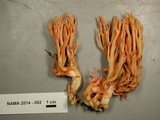 Ramaria araiospora image