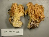 Ramaria gelatinosa image
