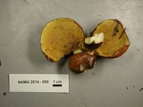 Suillus punctatipes image