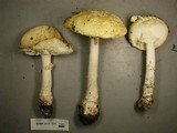 Amanita muscaria var. formosa image