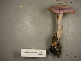 Cortinarius traganus image