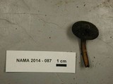 Lactarius fallax image