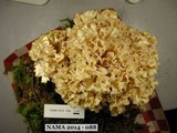 Sparassis crispa image