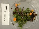 Chrysomphalina aurantiaca image