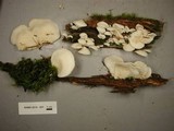 Pleurocybella porrigens image