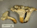 Cantharellus subalbidus image