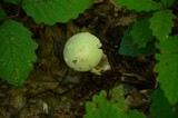 Amanita aestivalis image