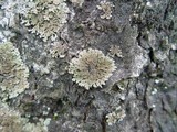 Physconia perisidiosa image