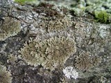 Physconia perisidiosa image