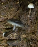 Arrhenia epichysium image