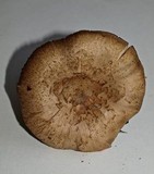 Cleistocybe vernalis image