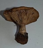 Cleistocybe vernalis image