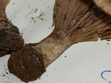 Cleistocybe vernalis image