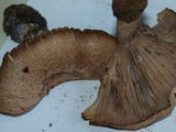 Cleistocybe vernalis image