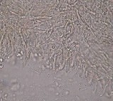 Cleistocybe vernalis image