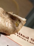 Cleistocybe vernalis image