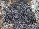 Rhizocarpon badioatrum var. badioatrum image
