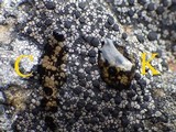 Rhizocarpon badioatrum var. badioatrum image