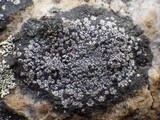 Rhizocarpon badioatrum var. badioatrum image