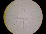 Cleistocybe vernalis image