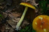 Amanita banningiana image