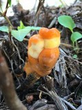 Fusicolla merismoides image