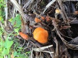 Fusicolla merismoides image