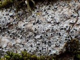 Acrocordia gemmata image
