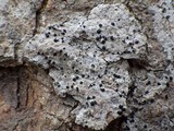 Acrocordia gemmata image