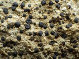 Porpidia macrocarpa f. macrocarpa image