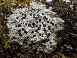 Porpidia macrocarpa f. macrocarpa image