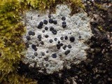 Porpidia macrocarpa f. macrocarpa image