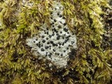 Porpidia macrocarpa f. macrocarpa image