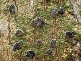 Glyphis cicatricosa image