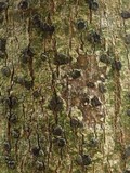 Glyphis cicatricosa image