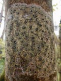 Glyphis cicatricosa image