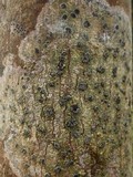 Glyphis cicatricosa image