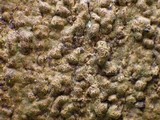 Enterographa hutchinsiae image