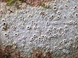 Thelotrema lepadinum image