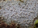 Thelotrema lepadinum image