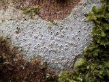 Thelotrema lepadinum image