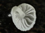 Hemimycena tortuosa image