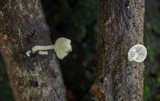 Hemimycena tortuosa image