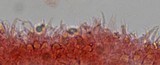 Hemimycena tortuosa image