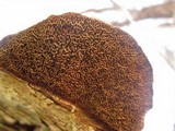 Daedaleopsis confragosa image