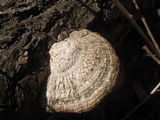 Daedaleopsis confragosa image