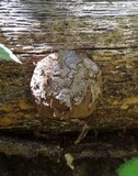 Reticularia lycoperdon image