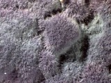 Punctularia atropurpurascens image