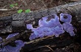 Punctularia atropurpurascens image