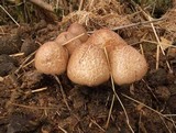 Panaeolus semiovatus image